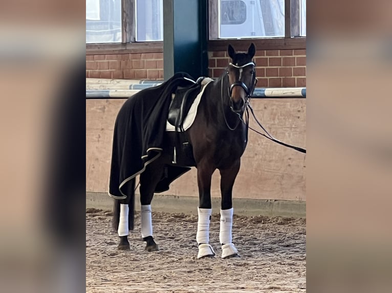 Hanoverian Gelding 10 years 16.2 hh Brown in Cremlingen