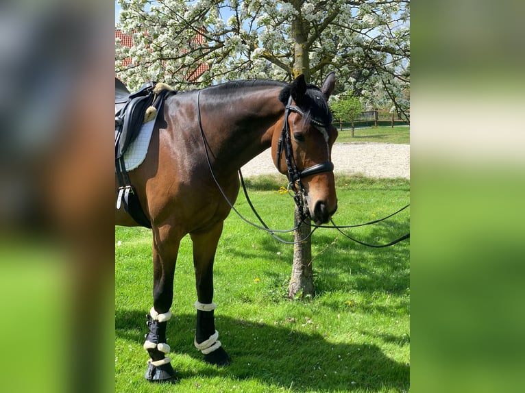 Hanoverian Gelding 10 years 16.2 hh Brown in Cremlingen