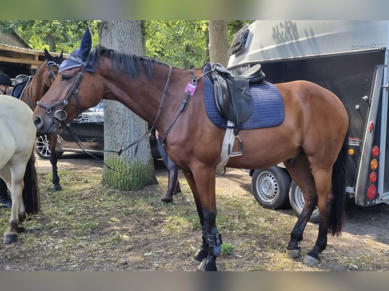 Hanoverian Gelding 10 years 16.2 hh Brown in Burgwedel
