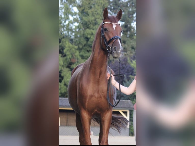 Hanoverian Gelding 10 years 16.2 hh Chestnut-Red in Stuhr