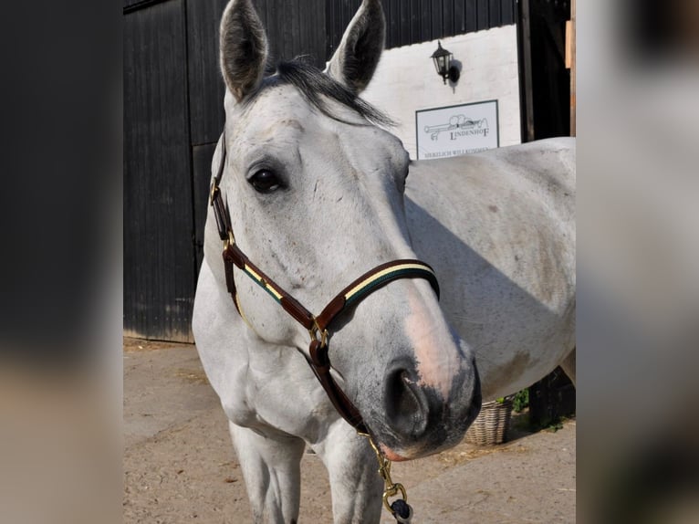 Hanoverian Gelding 10 years 16,2 hh Gray in Tangstedt