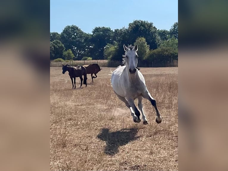 Hanoverian Gelding 10 years 16,2 hh Gray in Tangstedt