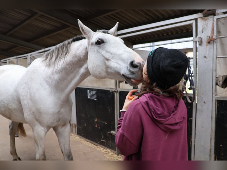 Hanoverian Gelding 10 years 16,2 hh Gray in Tangstedt