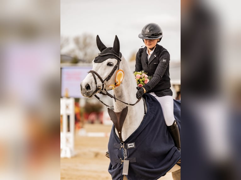 Hanoverian, Gelding, 10 years, 16.2 hh, Grey