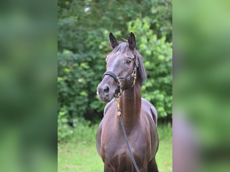 Hanoverian Gelding 10 years 16.2 hh Smoky-Black in Friesoythe