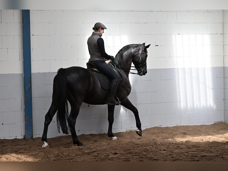 Hanoverian Gelding 10 years 16.2 hh Smoky-Black in Friesoythe