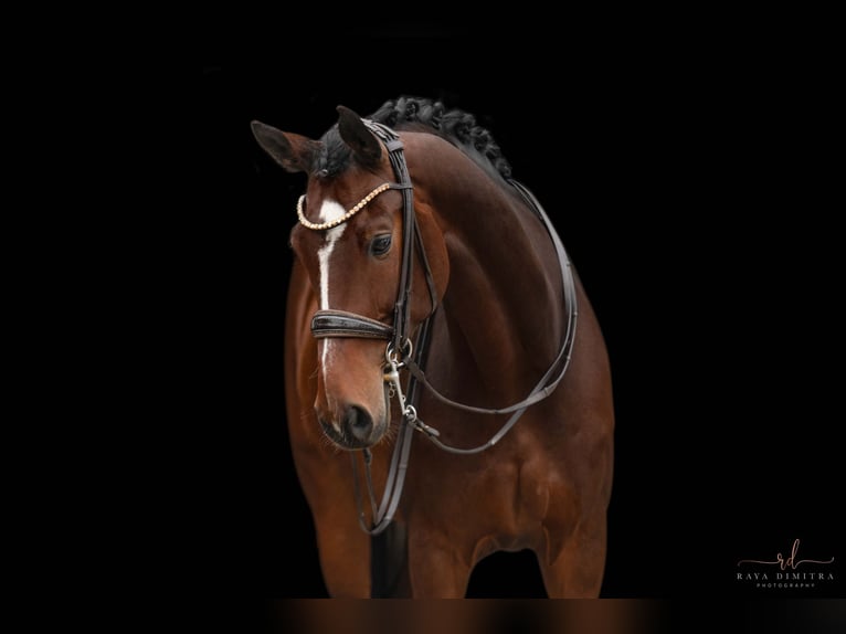 Hanoverian Gelding 10 years 16,3 hh Bay-Dark in Wehringen