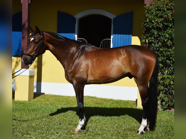 Hanoverian Gelding 10 years 16,3 hh Bay in Wellington