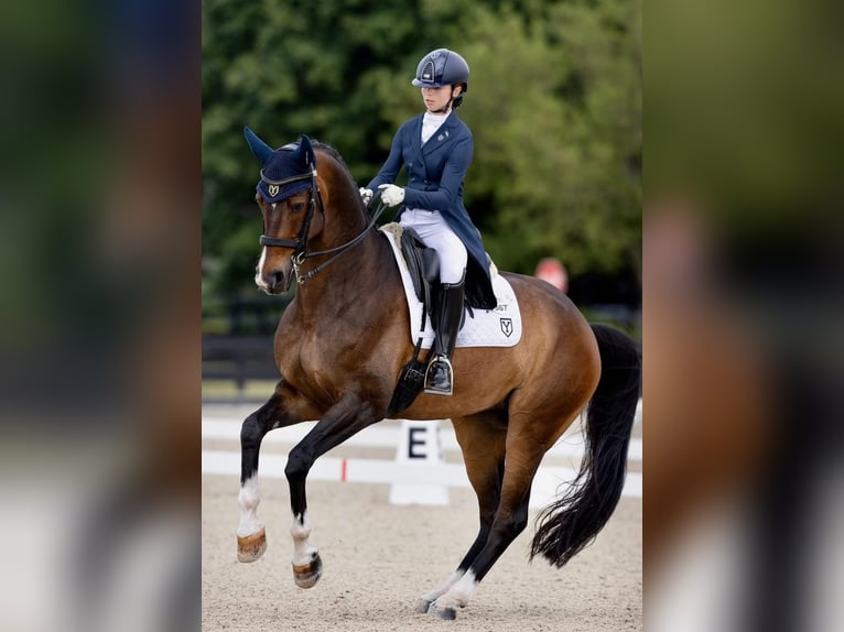 Hanoverian Gelding 10 years 16,3 hh Bay in Wellington