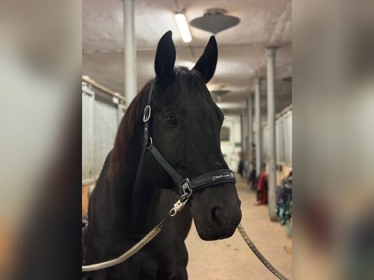 Hanoverian Gelding 10 years 16,3 hh Black in Traismauer