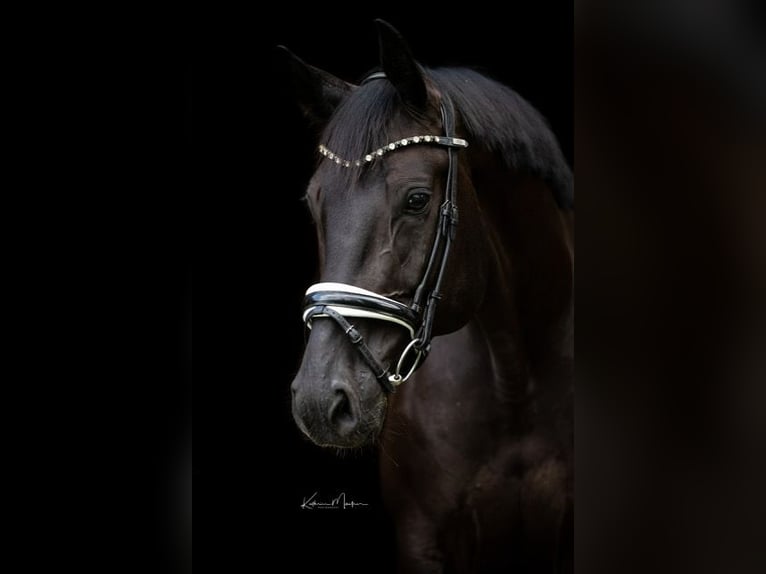 Hanoverian Gelding 10 years 16,3 hh Black in Traismauer