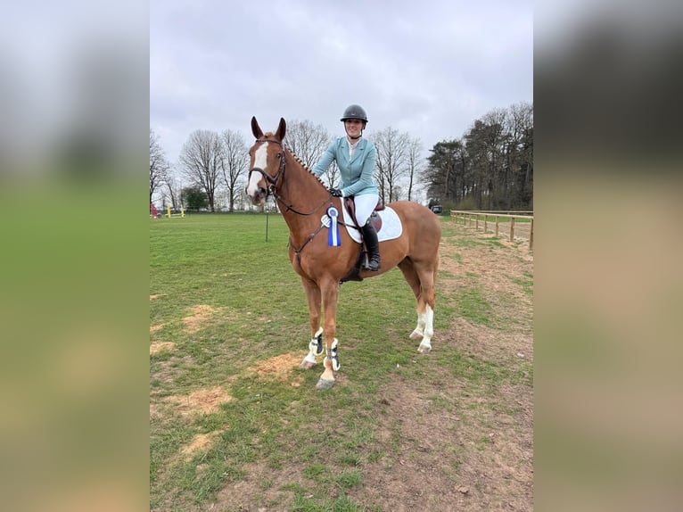 Hanoverian Gelding 10 years 16.3 hh Chestnut-Red in Marne