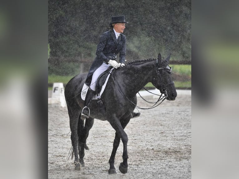 Hanoverian Gelding 10 years 16,3 hh in Boccaleone