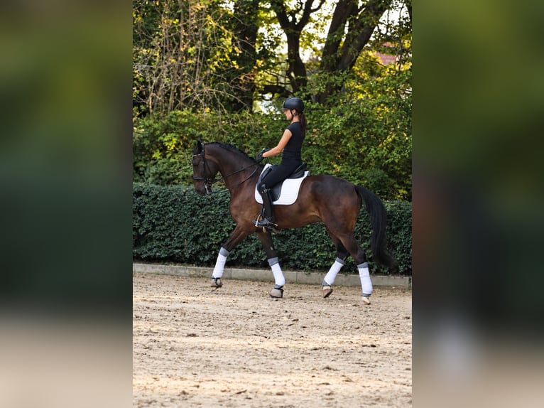 Hanoverian Gelding 10 years 16.3 hh  in Wiesbaden