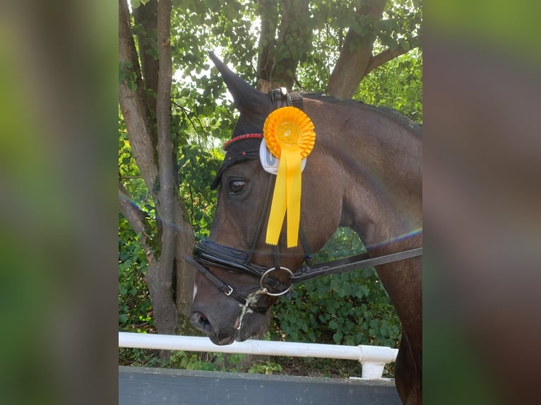 Hanoverian Gelding 10 years 16 hh Bay-Dark in Kirchlinteln