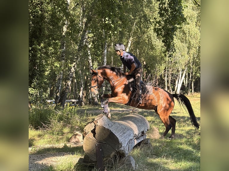 Hanoverian Gelding 10 years 16 hh Brown in Mechtersen Hanoverian Gelding 10 years 16 hh Brown in Mechtersen