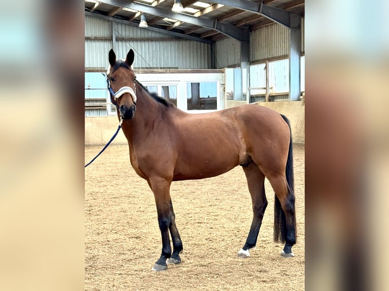 Hanoverian Gelding 10 years 16 hh Brown in Mechtersen Hanoverian Gelding 10 years 16 hh Brown in Mechtersen