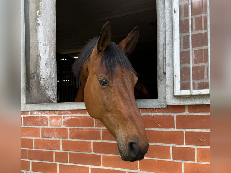 Hanoverian Gelding 10 years 16 hh Brown in Mechtersen Hanoverian Gelding 10 years 16 hh Brown in Mechtersen