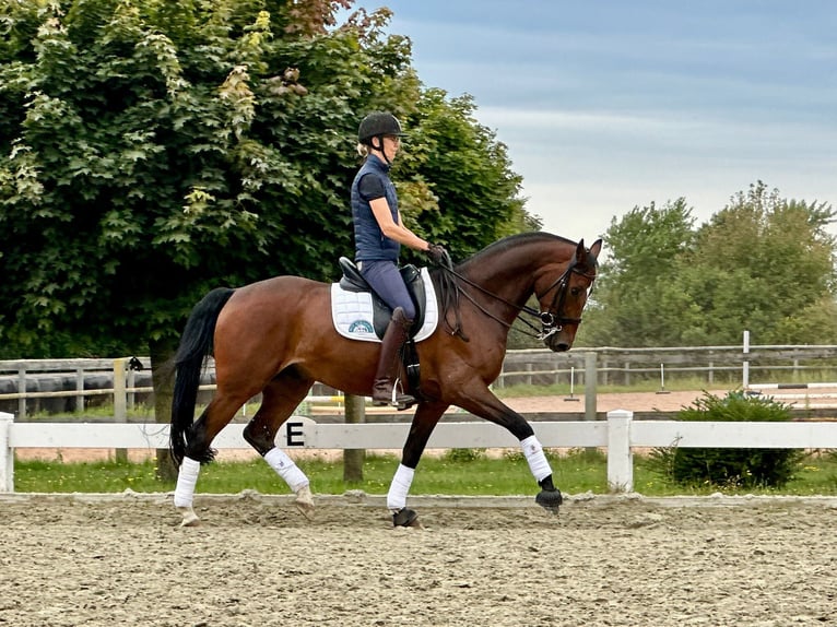 Hanoverian Gelding 10 years 16 hh Brown-Light in Hamburg