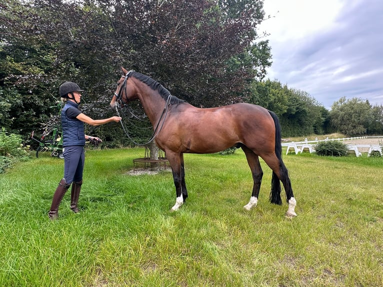 Hanoverian Gelding 10 years 16 hh Brown-Light in Hamburg