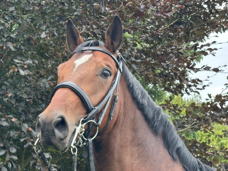 Hanoverian Gelding 10 years 16 hh Brown-Light in Hamburg