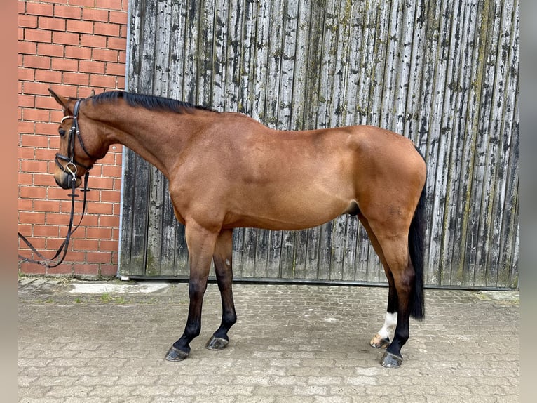 Hanoverian Gelding 10 years 16 hh Brown in K&#xF6;nigslutter am Elm
