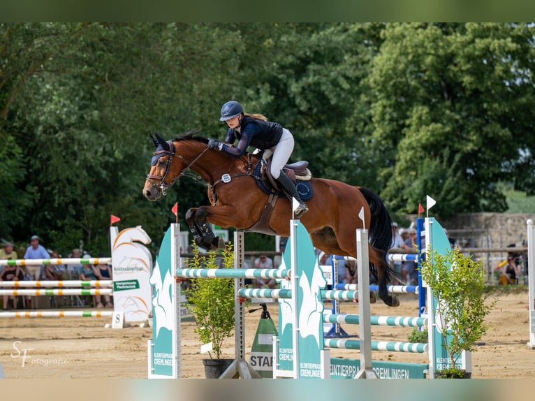 Hanoverian Gelding 10 years 16 hh Brown in K&#xF6;nigslutter am Elm