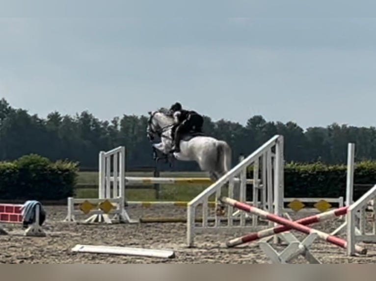 Hanoverian Gelding 10 years 16 hh Gray-Dapple in Dallgow-D&#xF6;beritzDallgow-D&#xF6;beritz