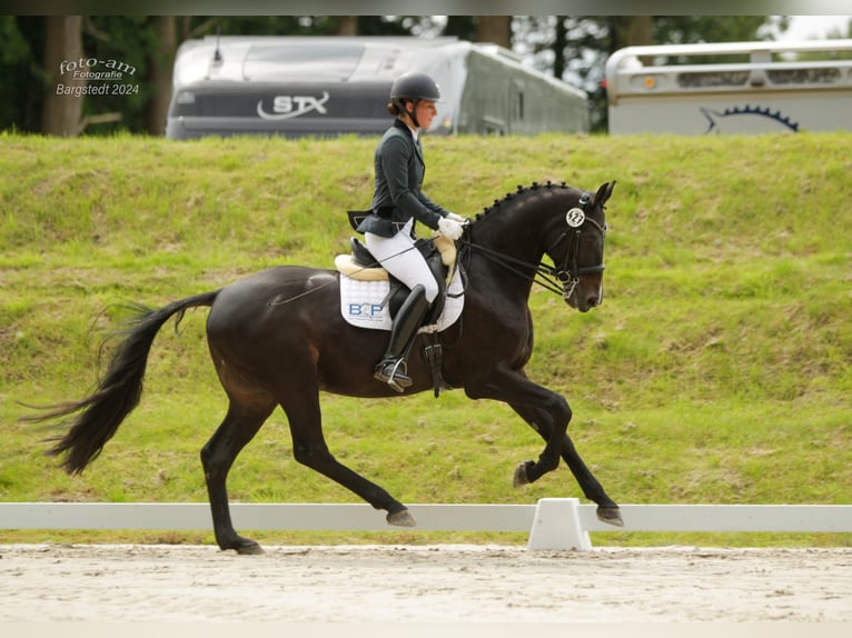 Hanoverian Gelding 10 years 16,1 hh Bay-Dark in Loxstedt