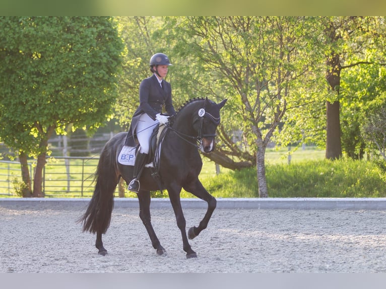 Hanoverian Gelding 10 years 16,1 hh Bay-Dark in Loxstedt