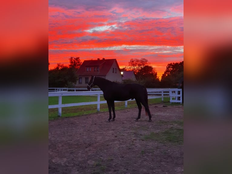 Hanoverian Gelding 10 years 16,1 hh Bay-Dark in Gransee