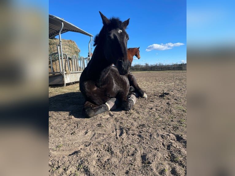 Hanoverian Gelding 10 years 16,1 hh Bay-Dark in Gransee
