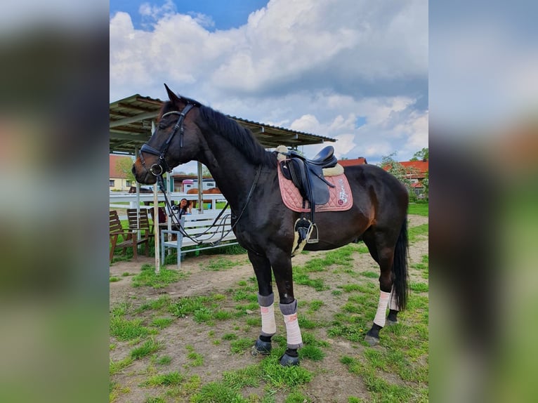 Hanoverian Gelding 10 years 16,1 hh Bay-Dark in Gransee
