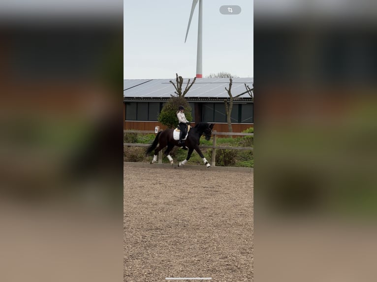 Hanoverian Gelding 10 years 16,1 hh Black in Mainz
