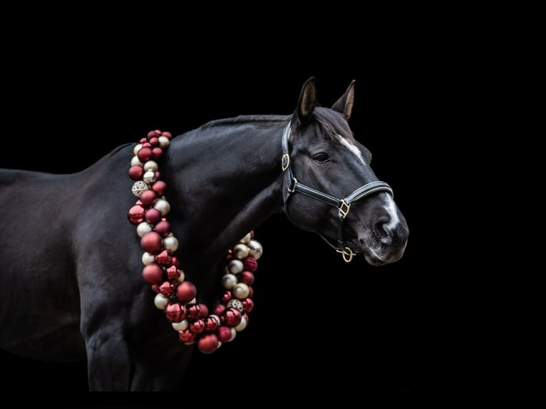 Hanoverian Gelding 10 years 16,1 hh Black in Mainz