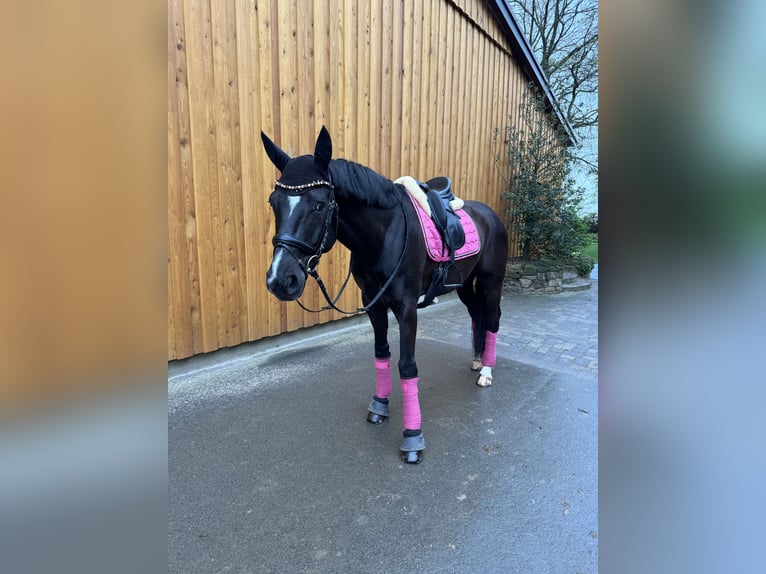 Hanoverian Gelding 10 years 16,1 hh Black in Mainz