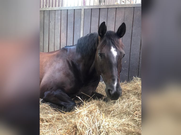 Hanoverian Gelding 10 years 16,1 hh Black in Mainz