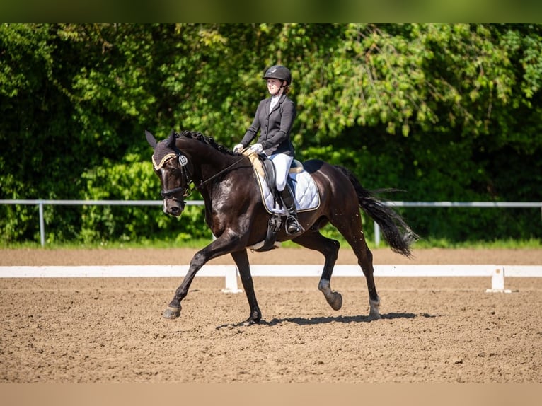 Hanoverian Gelding 10 years 16,1 hh Black in Mainz