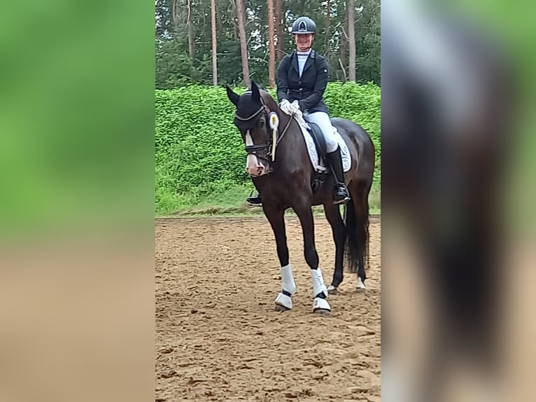 Hanoverian Gelding 10 years 16,1 hh Brown in Landesbergen