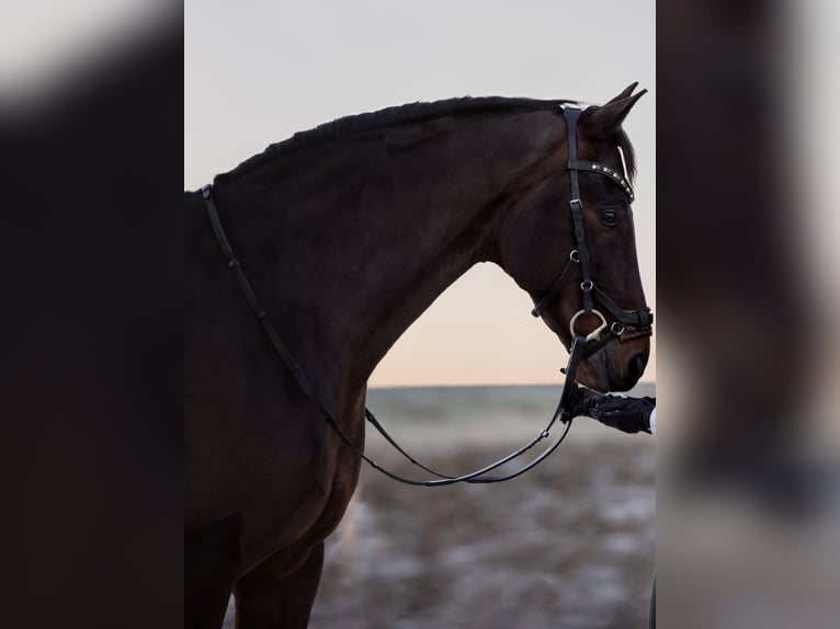 Hanoverian Gelding 10 years 16,1 hh Brown in Großlangheim