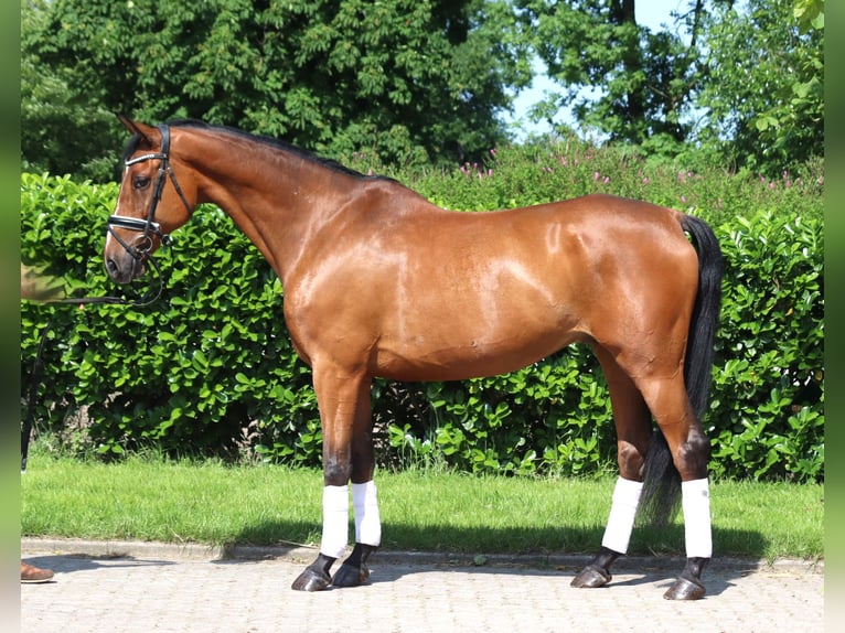 Hanoverian Gelding 10 years 16,1 hh Brown in Selsingen