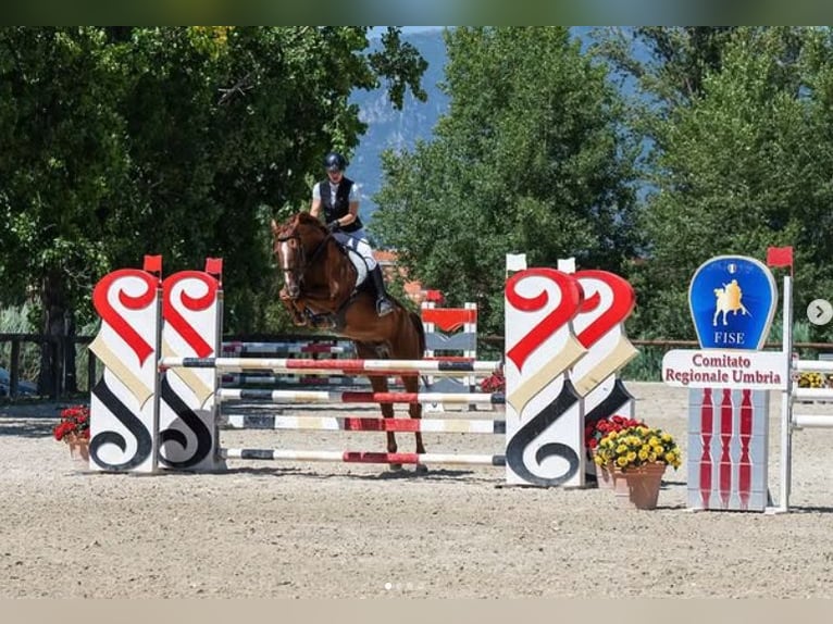 Hanoverian Gelding 10 years 16,1 hh Chestnut-Red in CONTIGLIANO