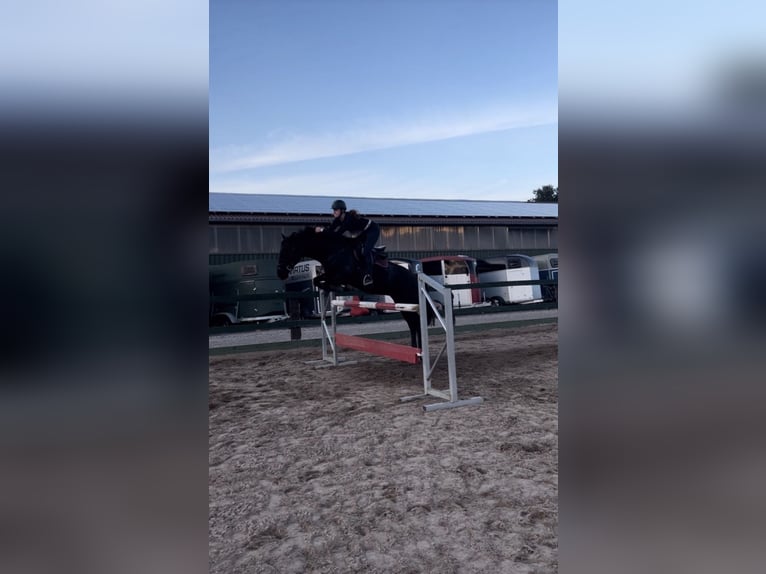 Hanoverian Mix Gelding 10 years 16,1 hh Smoky-Black in Rendsburg