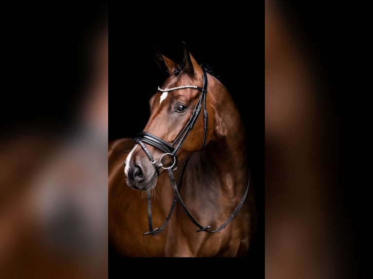 Hanoverian Gelding 10 years 16,2 hh Bay-Dark in Ansbach
