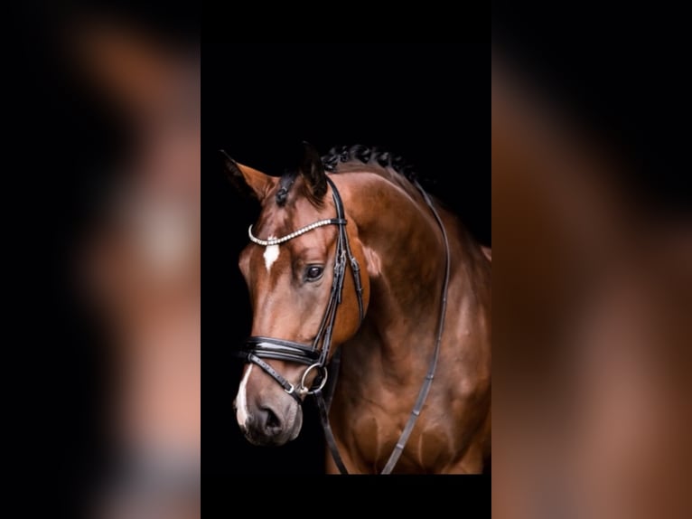 Hanoverian Gelding 10 years 16,2 hh Bay-Dark in Ansbach