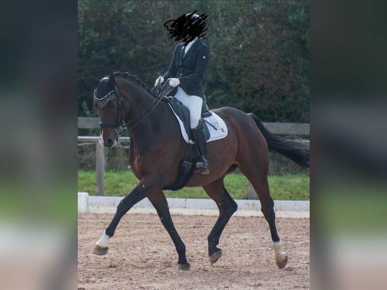 Hanoverian Gelding 10 years 16,2 hh Bay-Dark in Ansbach
