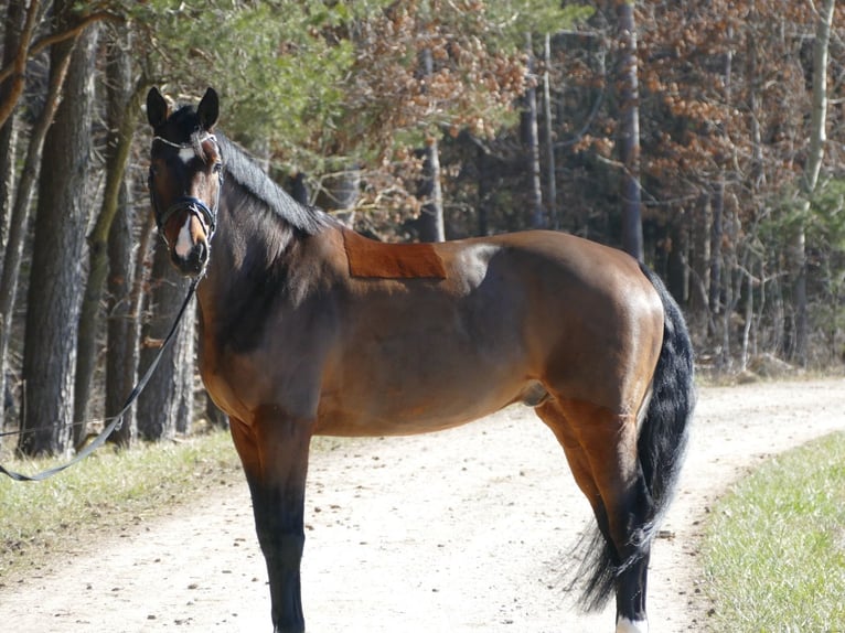 Hanoverian Gelding 10 years 16,2 hh Bay-Dark in Ansbach