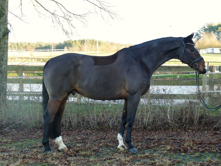 Hanoverian Gelding 10 years 16,2 hh Bay-Dark in Ansbach