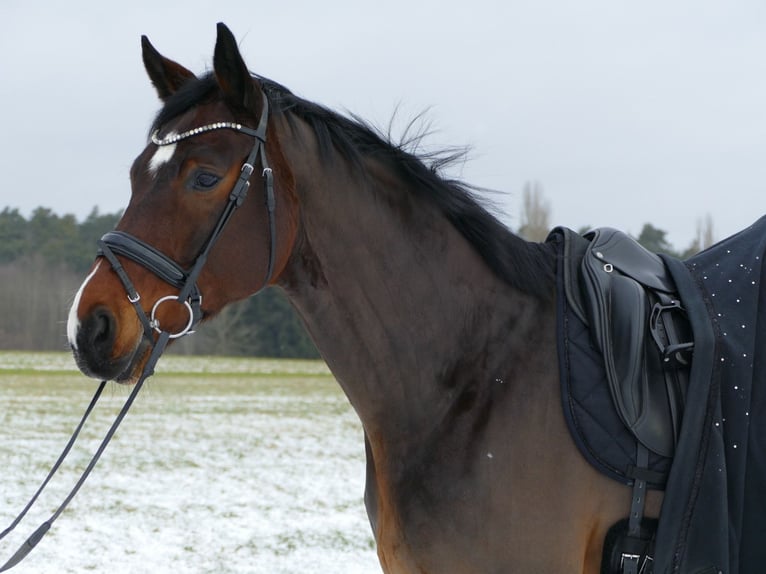 Hanoverian Gelding 10 years 16,2 hh Bay-Dark in Ansbach