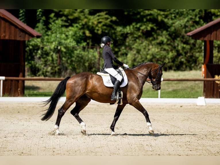 Hanoverian Gelding 10 years 16,2 hh Bay-Dark in Lomec